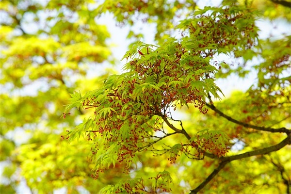 带木的网名带符号