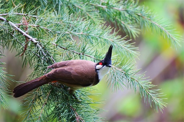 带木言的网名大全男