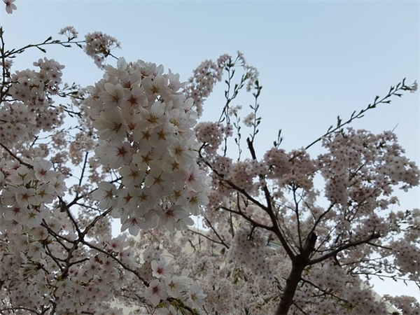 带木字的网名搞笑女