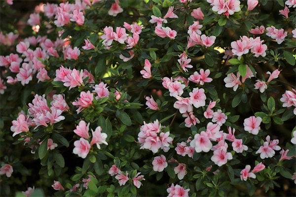 踏青发的朋友圈语句50句