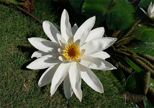 关于爱情幸福的唯美句子80句