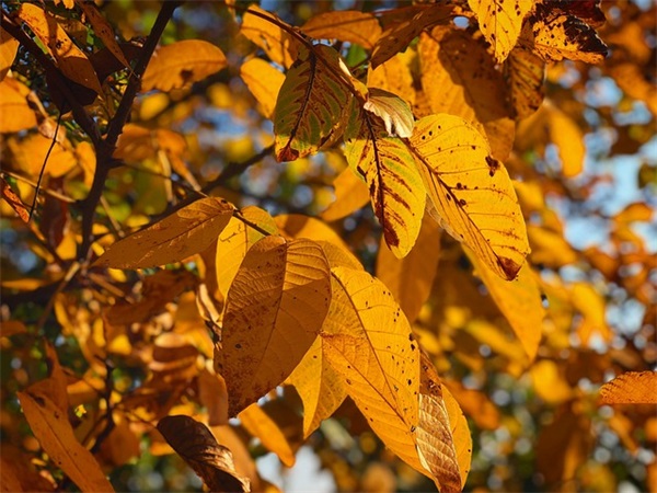 新年四字祝福语性52句