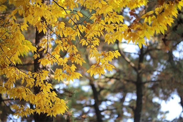 2026年教师祝福语成语大全46句