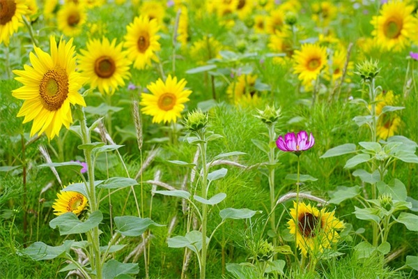 2026年圣诞节快乐的祝福语微信