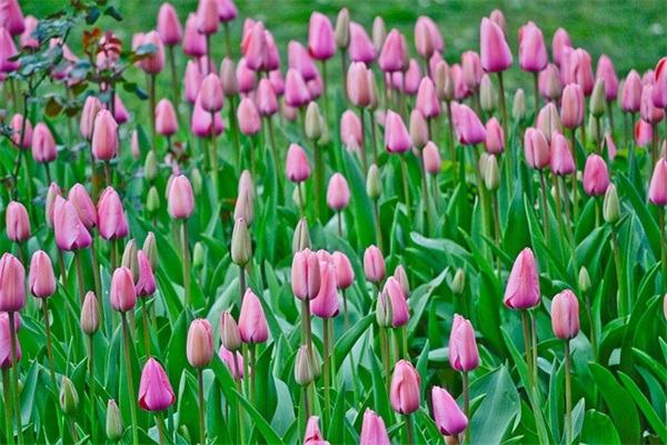 下雪文案短句 下雪文案句子(精选75句)