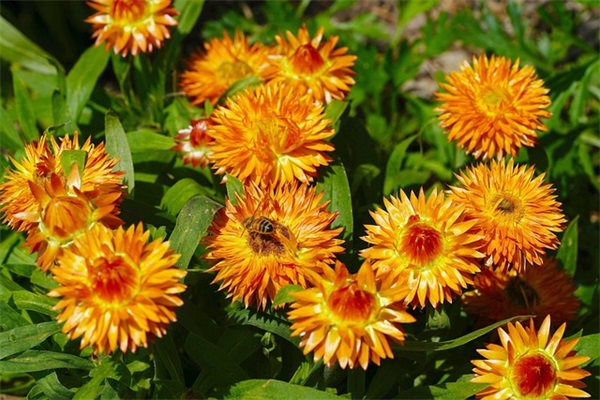 朋友圈晒花的简单句子 花店朋友圈晒花简单的句子