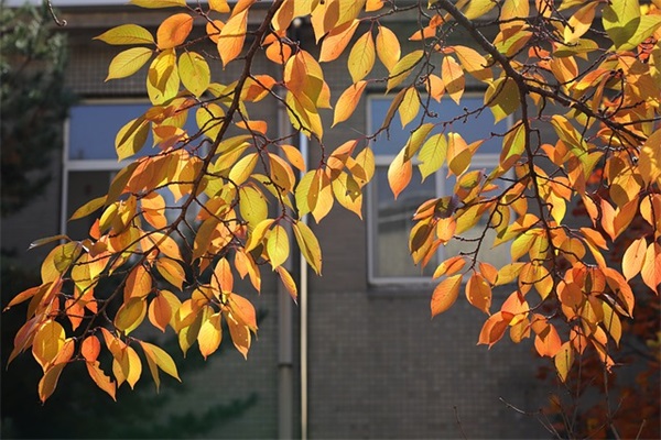 家长六一祝福语