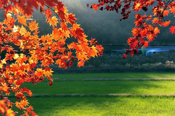 送妈妈花的祝福语44句