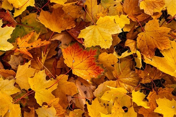 怎样写青春祝福语 怎样写春节祝福语