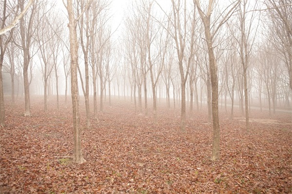 送花写的祝福语81句