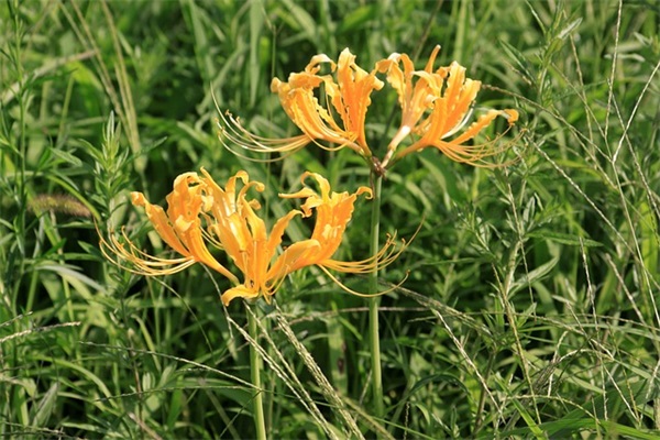 浪漫唯美英文情侣网名(精选61对)