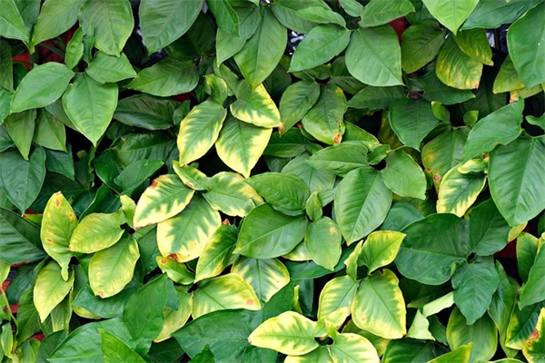 qq名字英文伤感