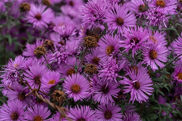 好听高雅的网名大全