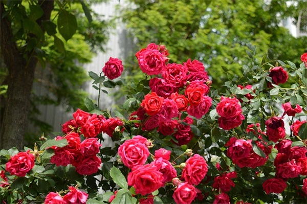 好听的网名女生唯美