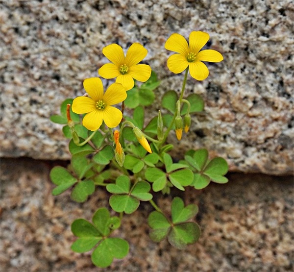 带雨字唯美一点的网名