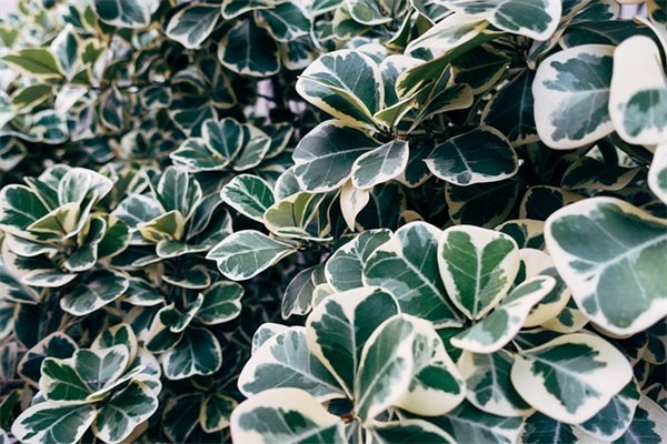 女生的网名唯美