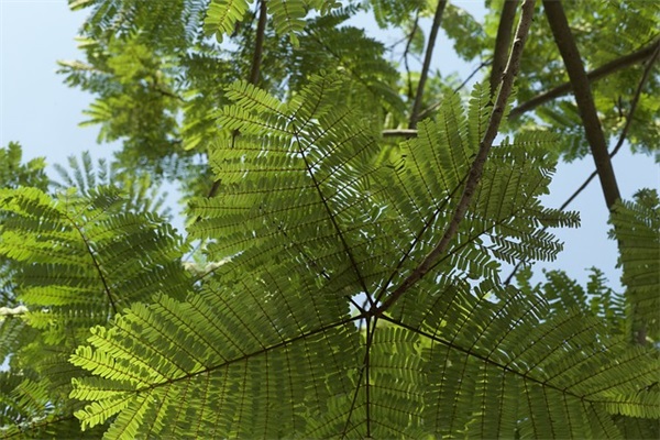 唯美玫瑰花的网名