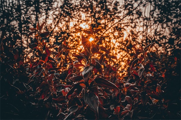 结婚周年祝福词2026 结婚35周年祝福语