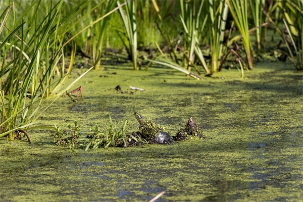 祝贺生儿子祝福语 祝生儿子祝福语