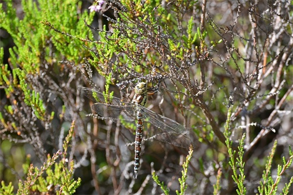 老太太生日祝福语 太太生日祝福语