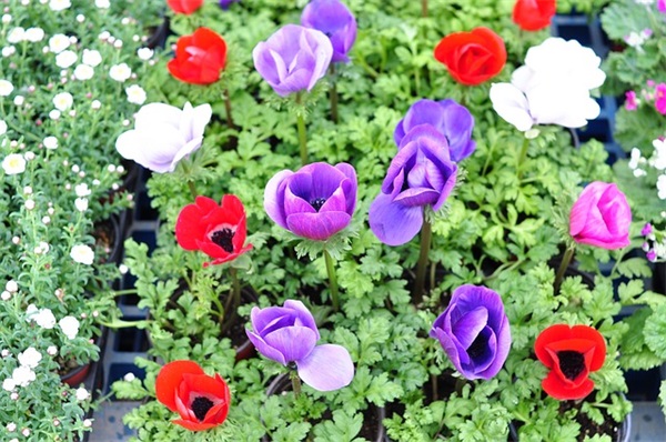 领导升迁的祝福语 领导升迁祝福语简短