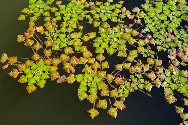 结婚祝福语抖音 结婚祝福文案
