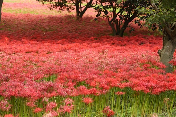 2025年学生毕业告别说说句子大全（精选100句）