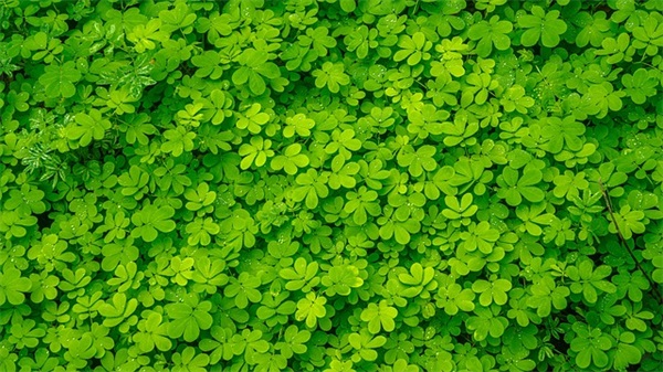 关于雪优美的句子