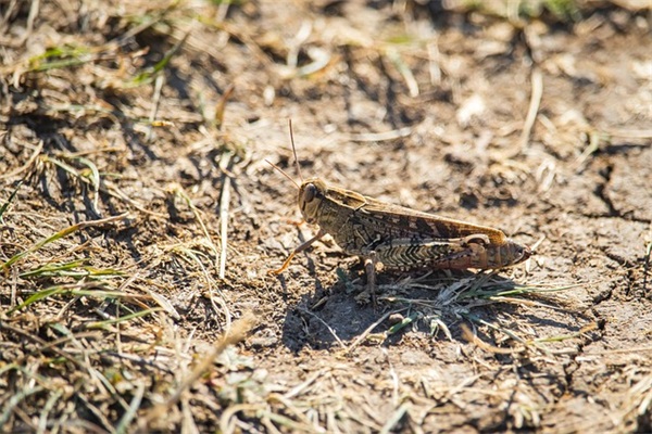 最嚣张最狂妄的句子 2026最牛的句子