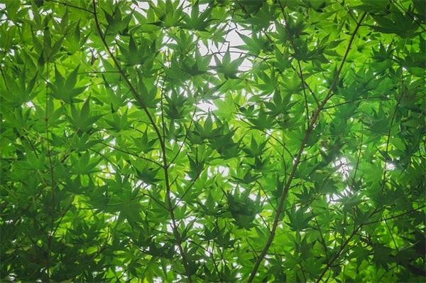 对生活失去意义的句子