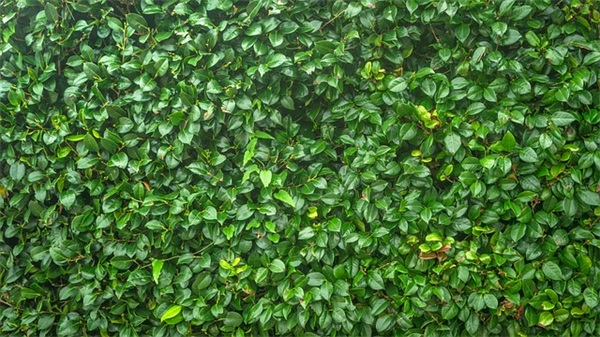 赞美环境描写的句子 环境描写的优美语句