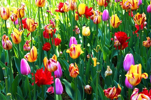 立春的暖心句子大全