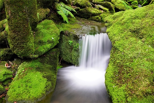 送玫瑰的祝福语81句