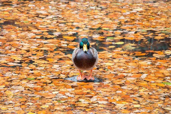 有关结婚的祝福语47句