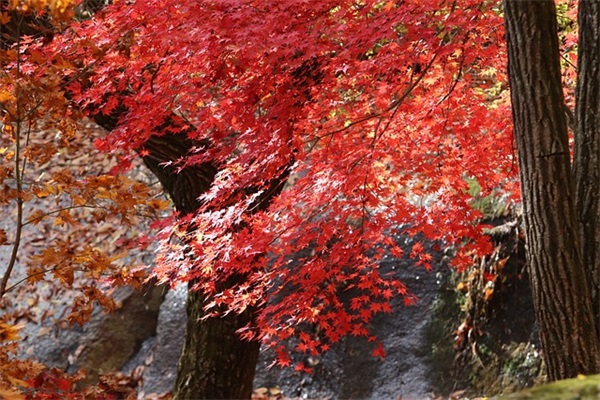 初中教师节祝福语