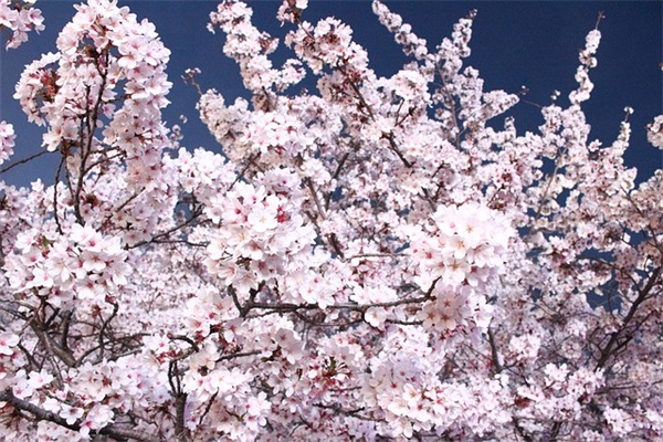 幼儿毕业教师祝福语35句