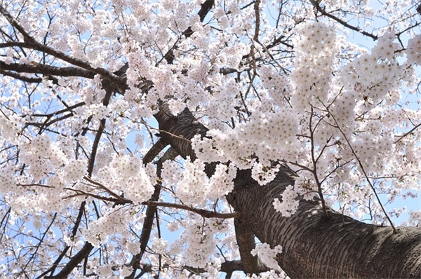 2026年新年企业视频祝福语