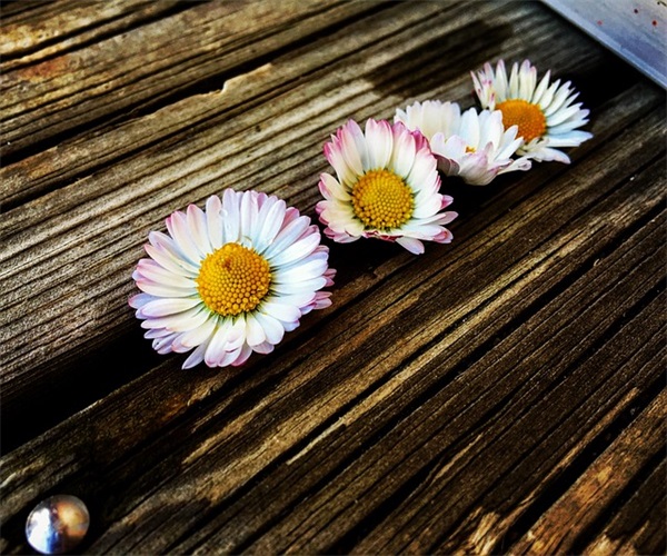 父亲节祝福四字成语 父亲节四字成语