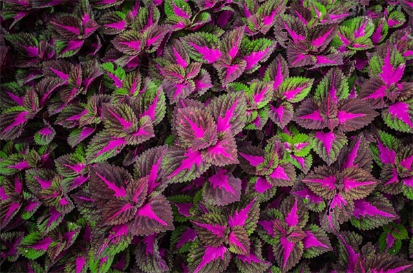 爸爸生日祝福语英文