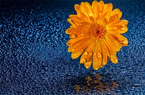 单位新春祝福语4字57句