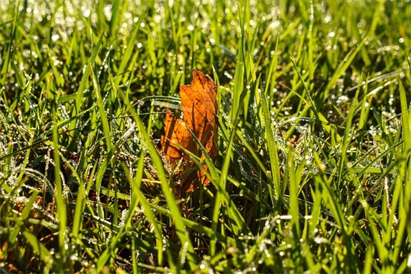 婆婆50大寿祝福语37句