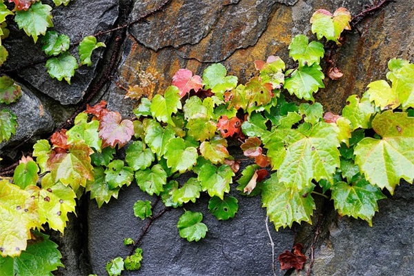 开业祝福语英语