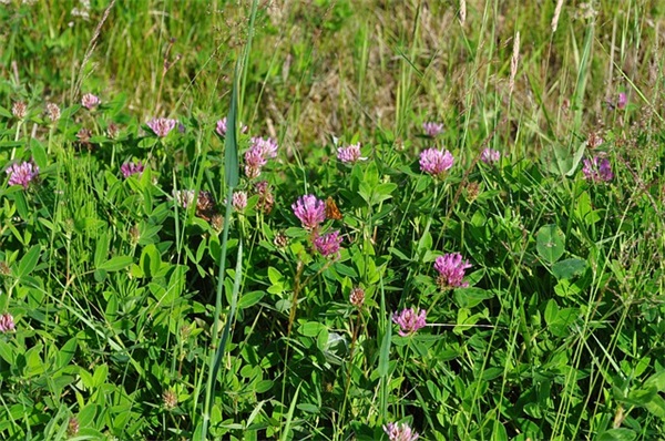 简洁新婚祝福语51句