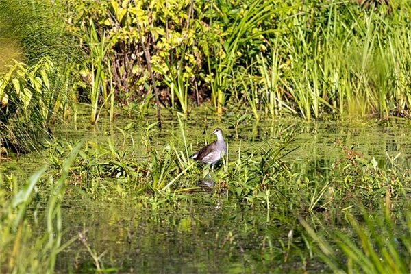 2026谷雨节气朋友圈最美祝福语文案