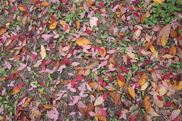 2026年建军节祝福语贺词大全