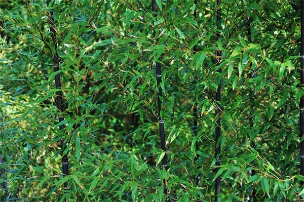 母亲节快乐的QQ祝福语