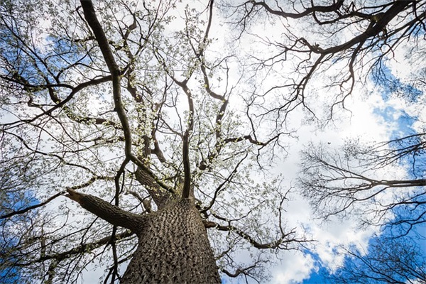 九九重阳节煽情祝福语