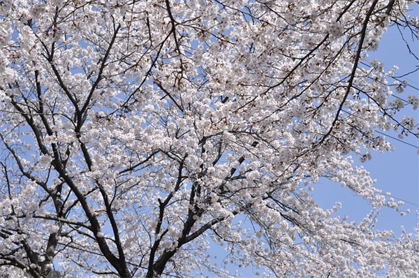 龙年春节祝福语 春节的祝福语
