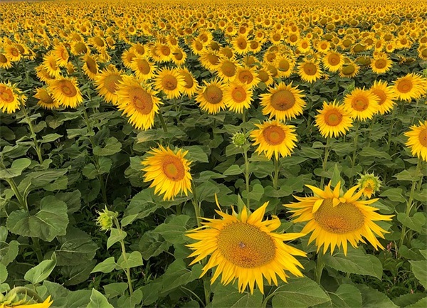 祝大姐结婚祝福语 祝大姐新婚快乐的祝福语