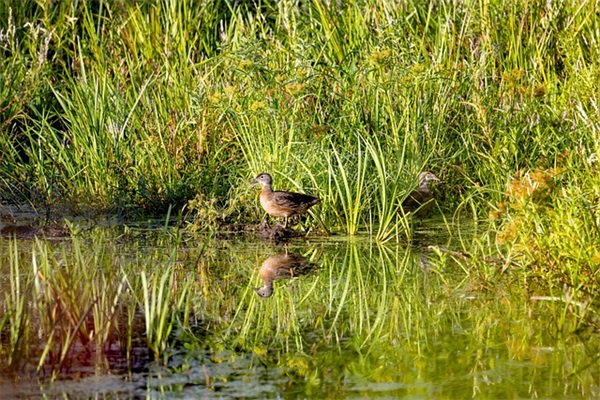 三八节英文祝福语